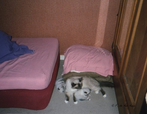 Kaya Draco et Douce Ardoise